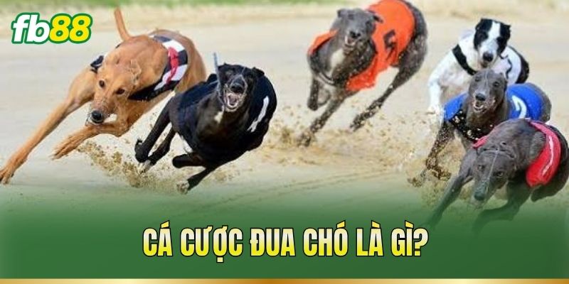Cá Cược Đua Chó – Theo Dõi Thành Tích Và Phân Tích Kèo 1 Cá cược đua chó là gì?