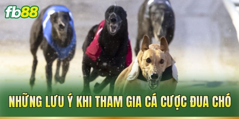 Cá Cược Đua Chó – Theo Dõi Thành Tích Và Phân Tích Kèo 3 Những lưu ý khi tham gia cá cược đua chó